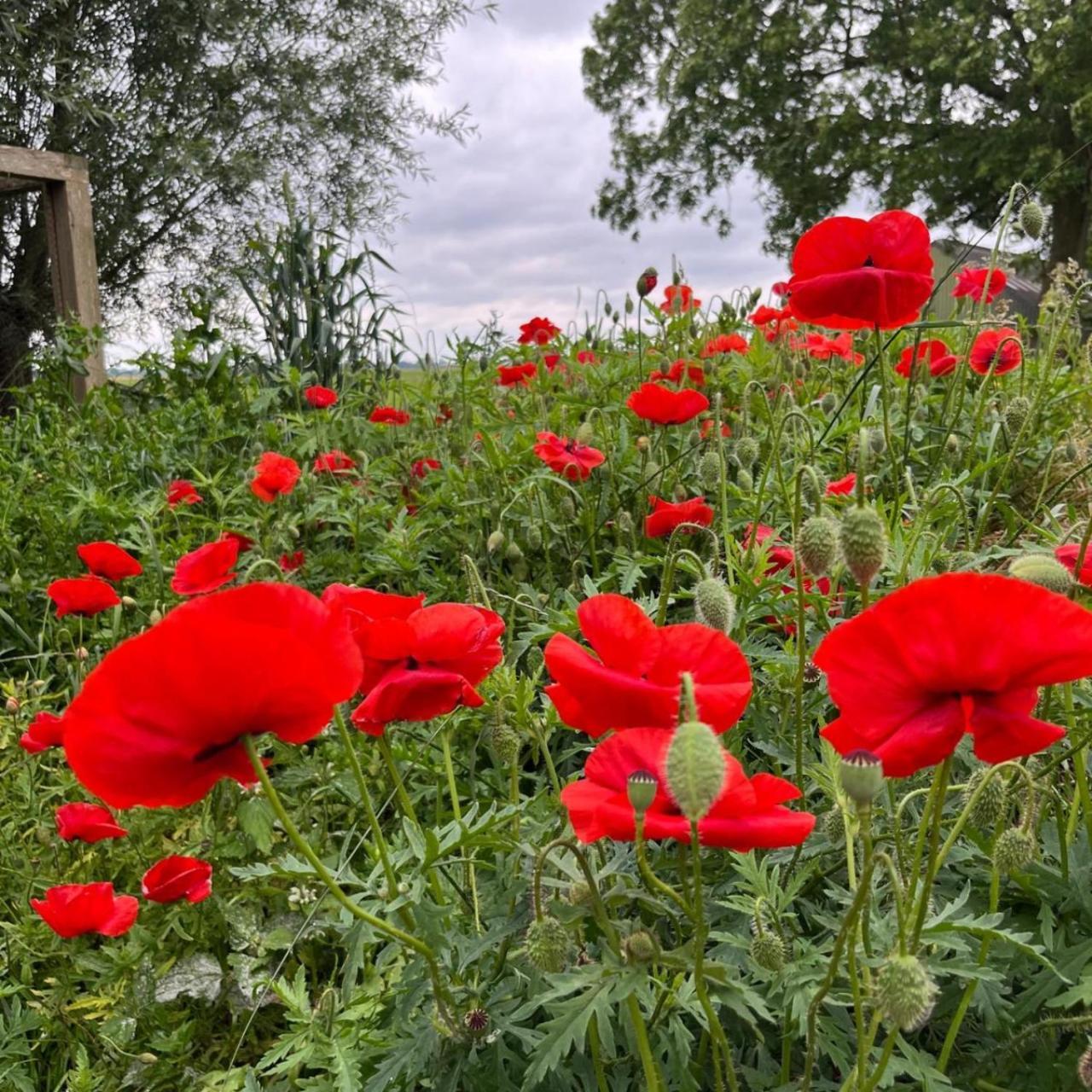 Bed and Breakfast Aan De Hoge Weg Kamperveen Экстерьер фото